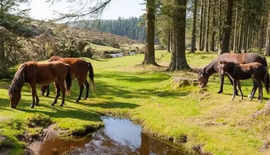Day tours in the UK’s spectacular West Country 