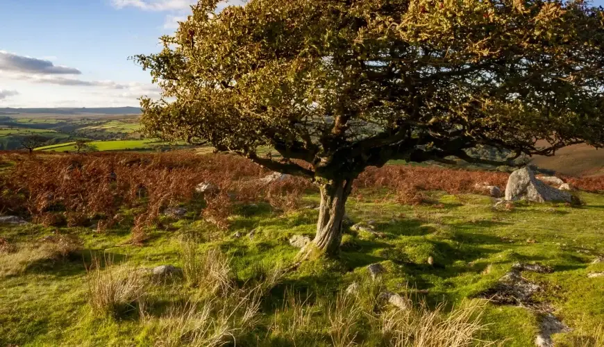 devon